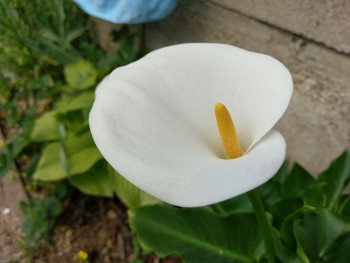 imagebam.com