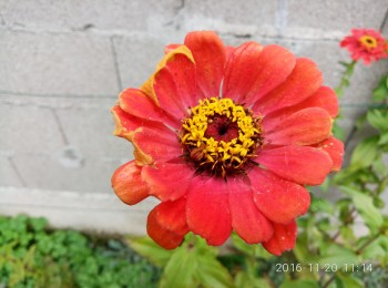 imagebam.com