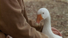 Goose! - Un'oca in fuga (2006).avi DvdRip AC3 iTA-ENG