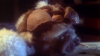 Gremlins (1984).avi DvdRip AC3 iTA-ENG