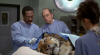 Il dottor Dolittle (1998).avi DvdRip AC3 iTA-ENG